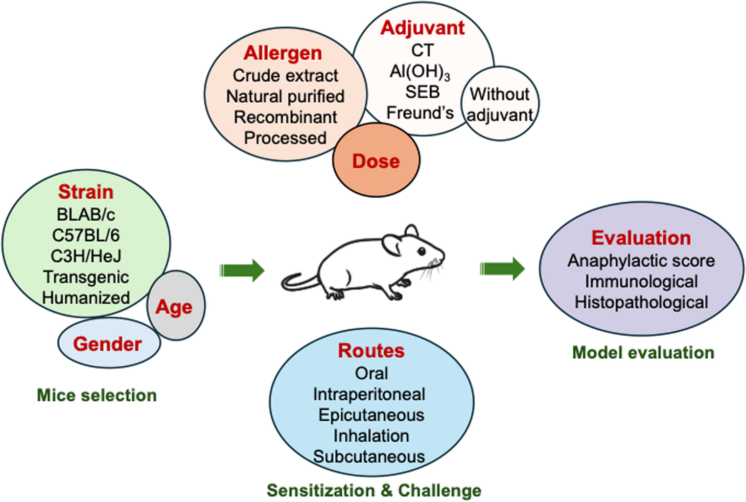 Mouse Models of Food Allergies: Where Do They Take Us?