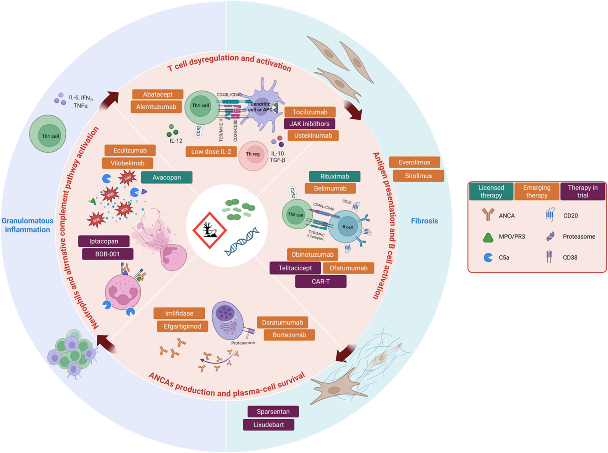 Evolving Therapeutic Strategies in ANCA-Associated Vasculitis: Current Standards and Emerging Targets for GPA and MPA
