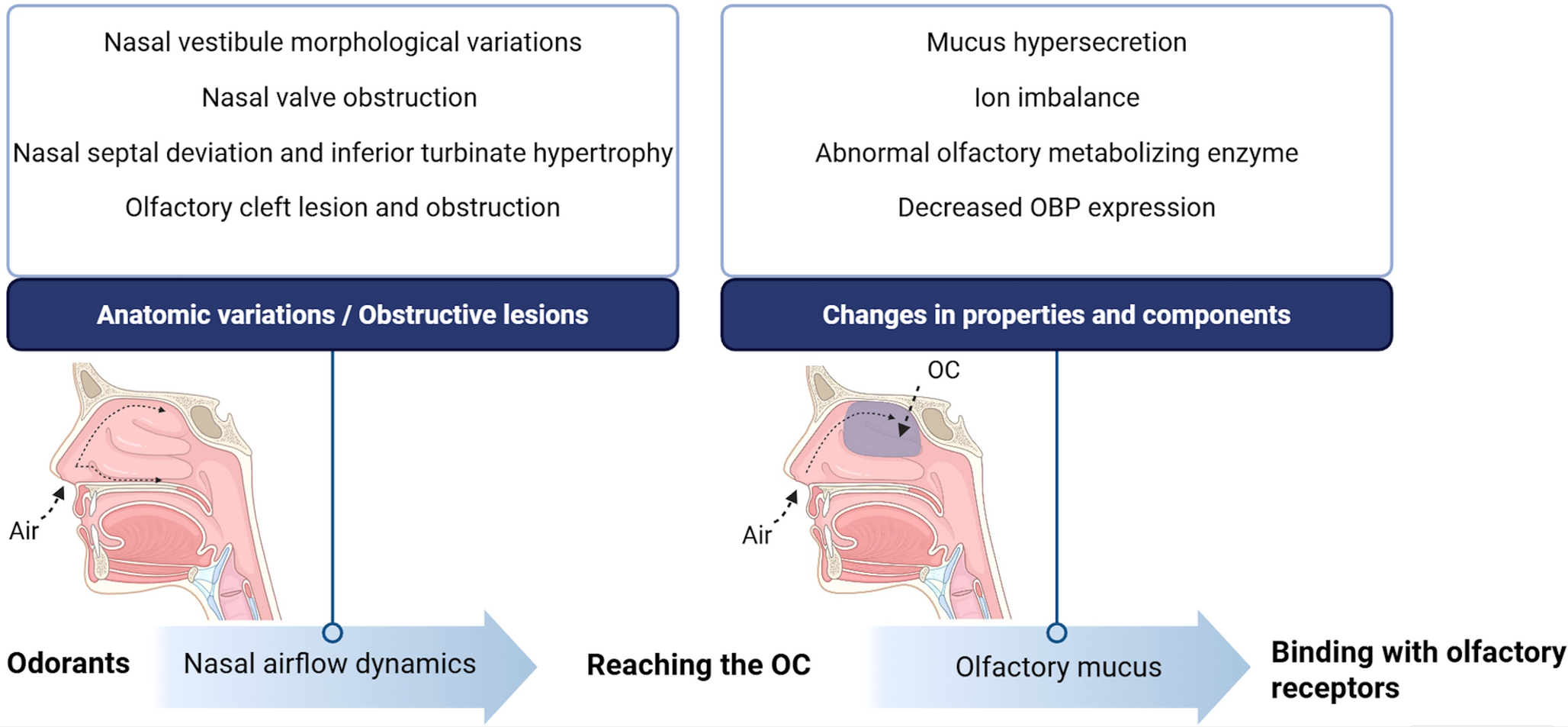 Conductive Mechanisms of Olfactory Dysfunction in Chronic Rhinosinusitis: A Focus on Nasal Airflow Dynamics and Olfactory Mucus