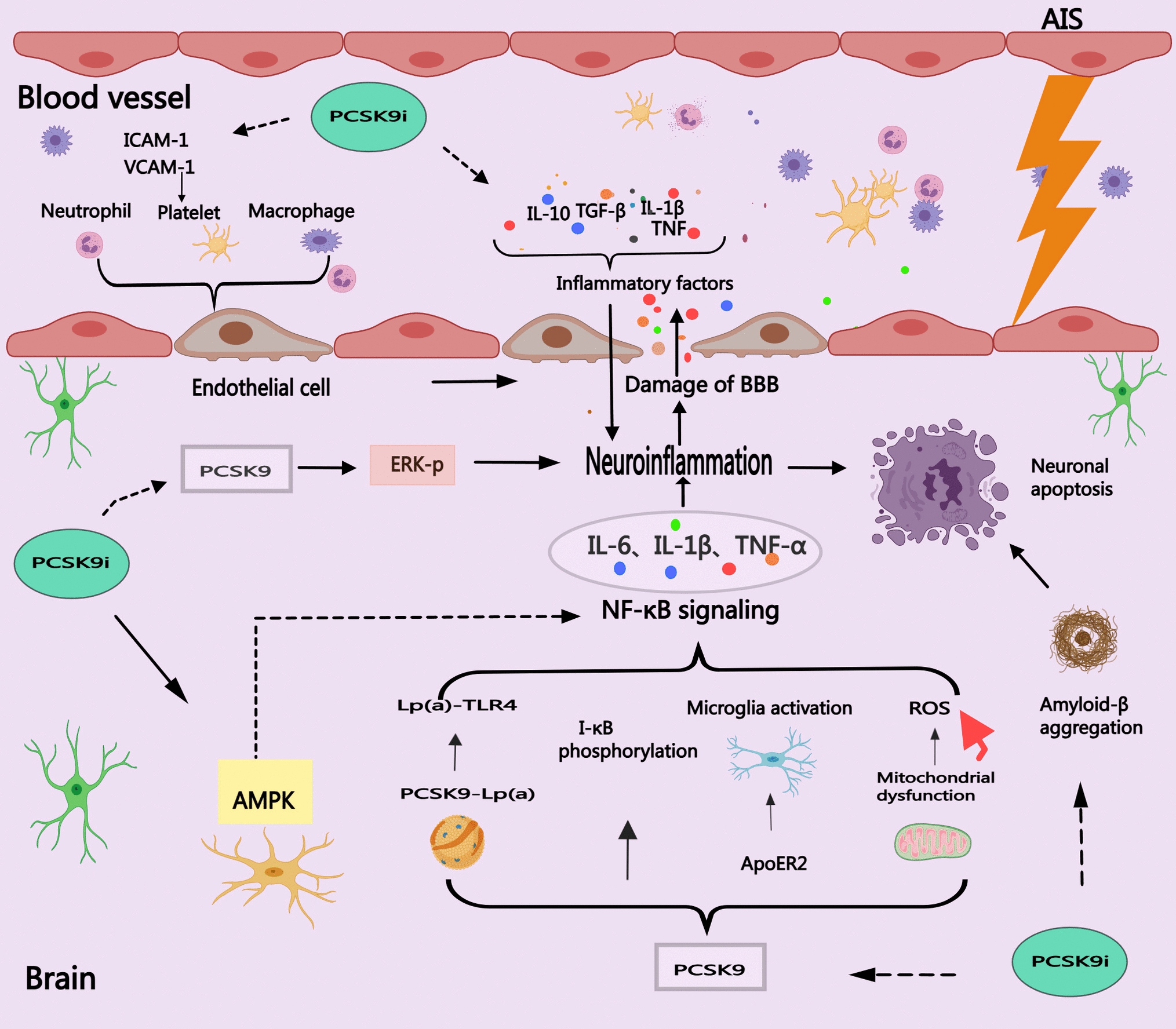 Therapeutic Potential of PCSK9 Inhibitors in Regulating Neuroinflammation in Acute Ischemic Stroke