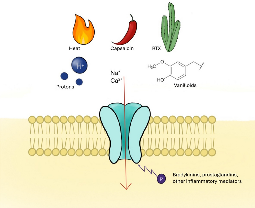 TRPV1 Receptor Modulators: Emerging Therapies for Neuropathic, Osteoarthritic, and Perioperative Pain