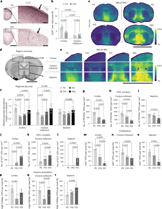 Glucose-dependent spatial and temporal modulation of oligodendrocyte progenitor cell proliferation via ACLY-regulated histone acetylation