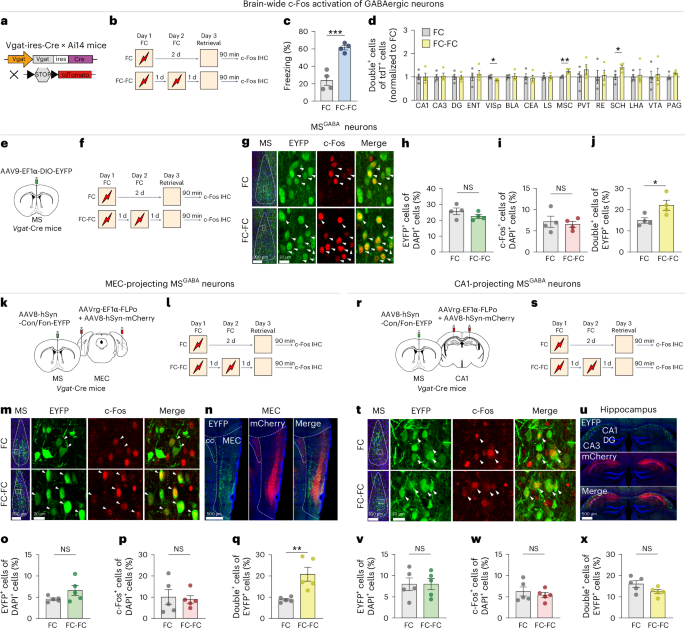 A septo–entorhinal GABAergic pathway that enables switching between episodic memories