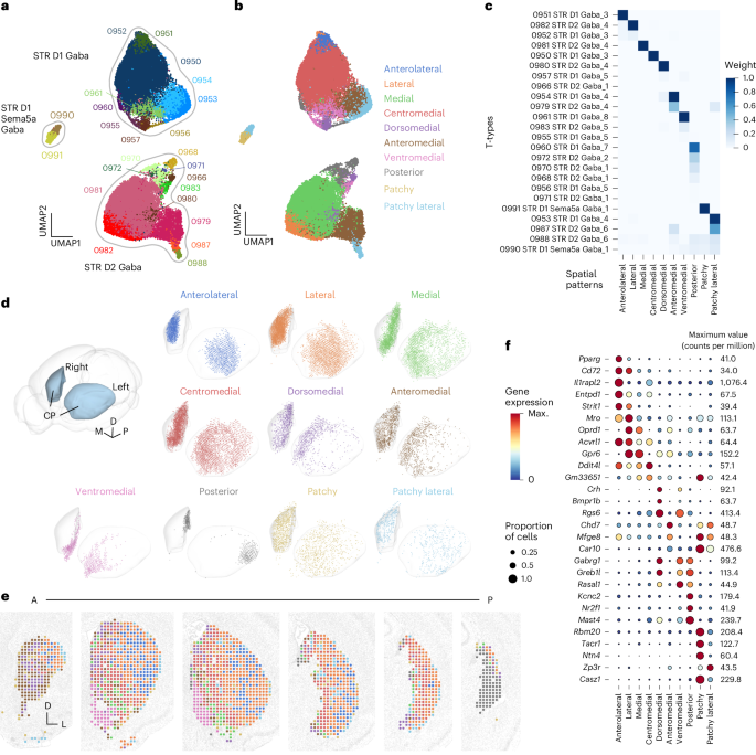 Genoarchitecture and input–output organization of the mouse basal ganglia and thalamic parafascicular nucleus