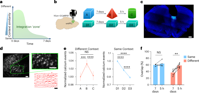 The prefrontal cortex controls memory organization in the hippocampus