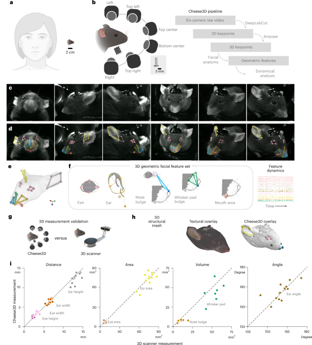 Cheese3D enables sensitive detection and analysis of whole-face movement in mice
