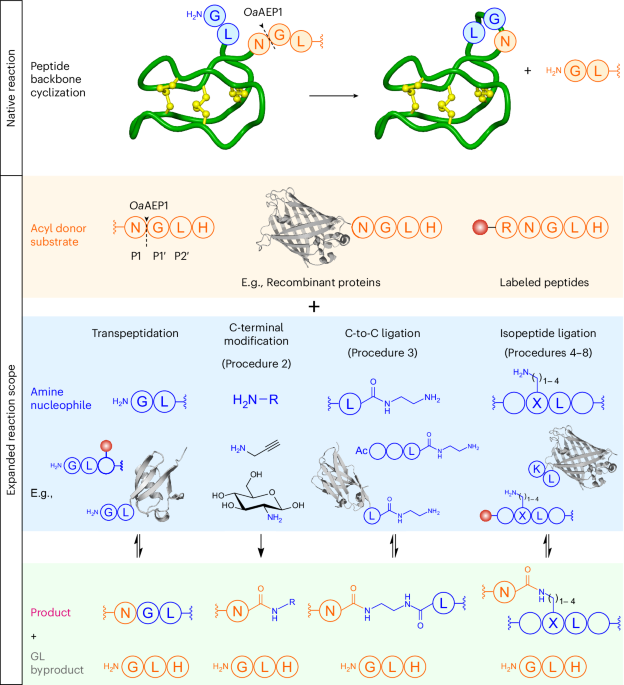 Site-specific protein and peptide modification by redeploying an asparaginyl ligase for noncanonical reactions