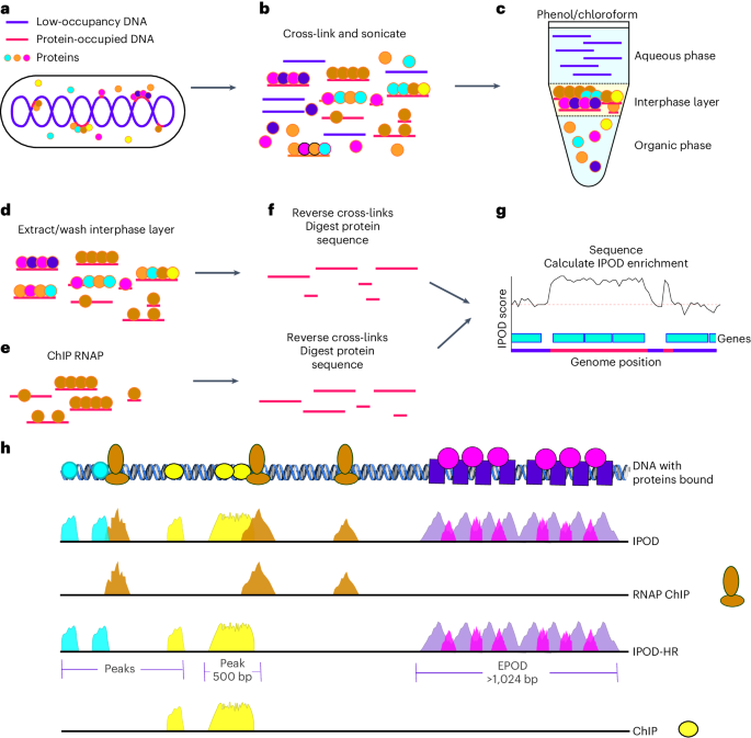 Profiling large-scale protein occupancy on bacterial genomes using IPOD-HR