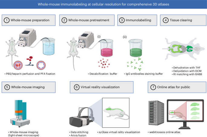 Whole-mouse immunolabeling at cellular resolution for comprehensive 3D atlases