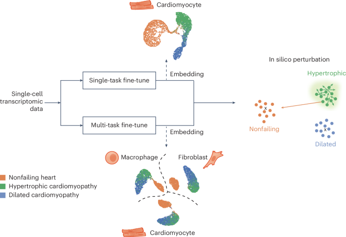 Discovery of candidate therapeutic targets with Geneformer