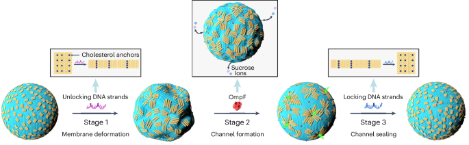 Morphology-coupled formation and reversible gating of membrane channels in synthetic cells using reconfigurable DNA nanorafts