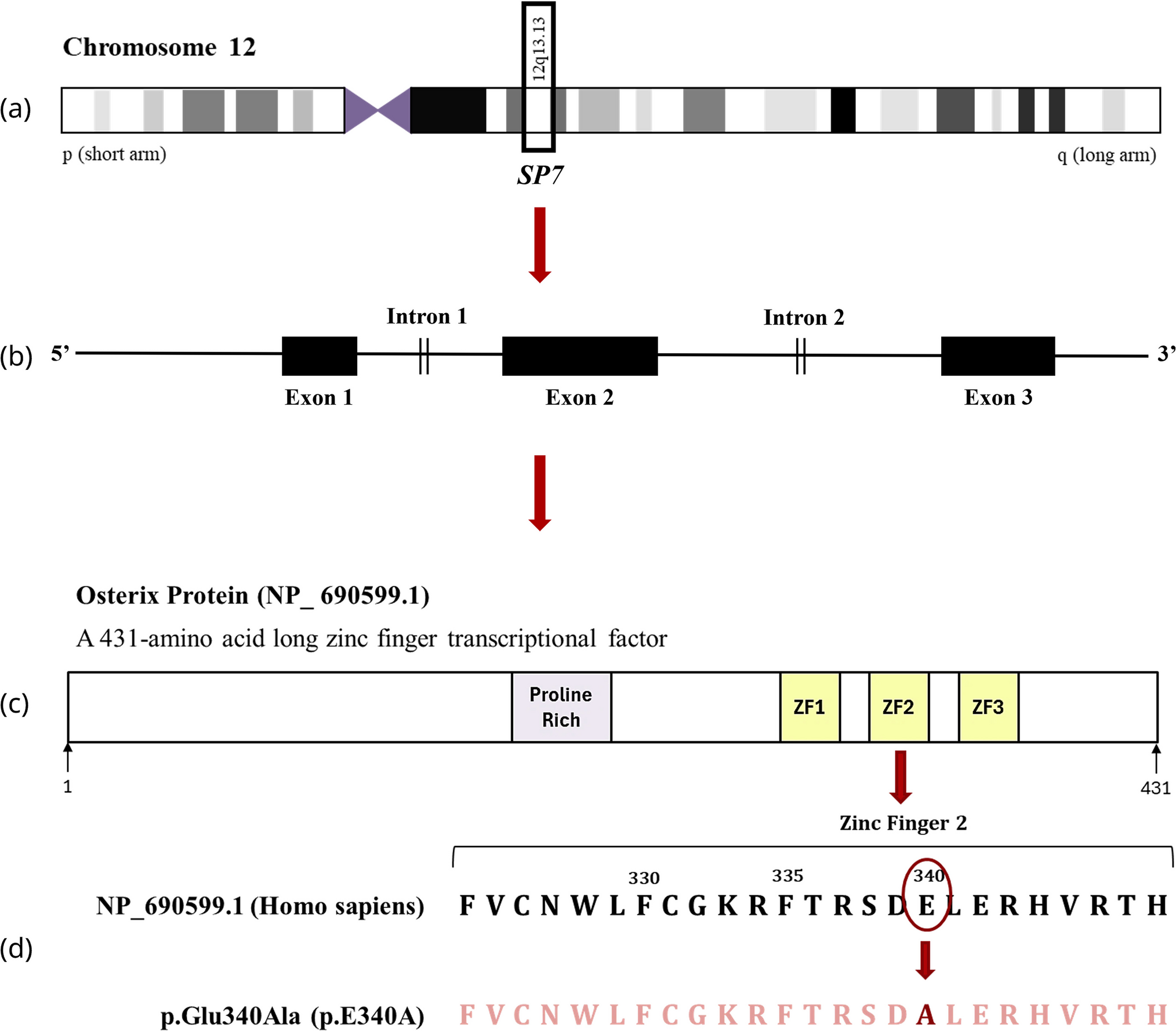 Preserved bone mineral density in autosomal dominant -related osteogenesis imperfecta: a case report of the p.Glu340Ala variant