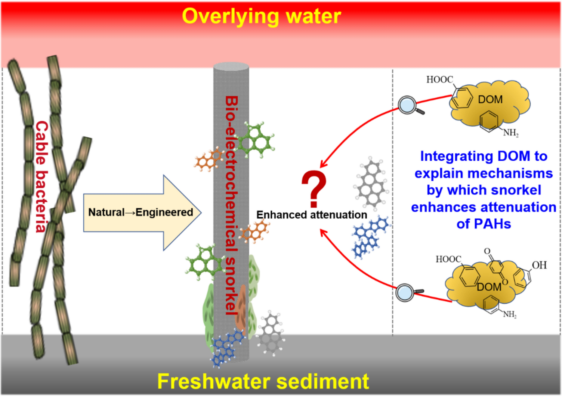 Bacterial centimeter-long electron transfer enhances attenuation of polycyclic aromatic hydrocarbons in freshwater sediment: A mechanistic mini-review