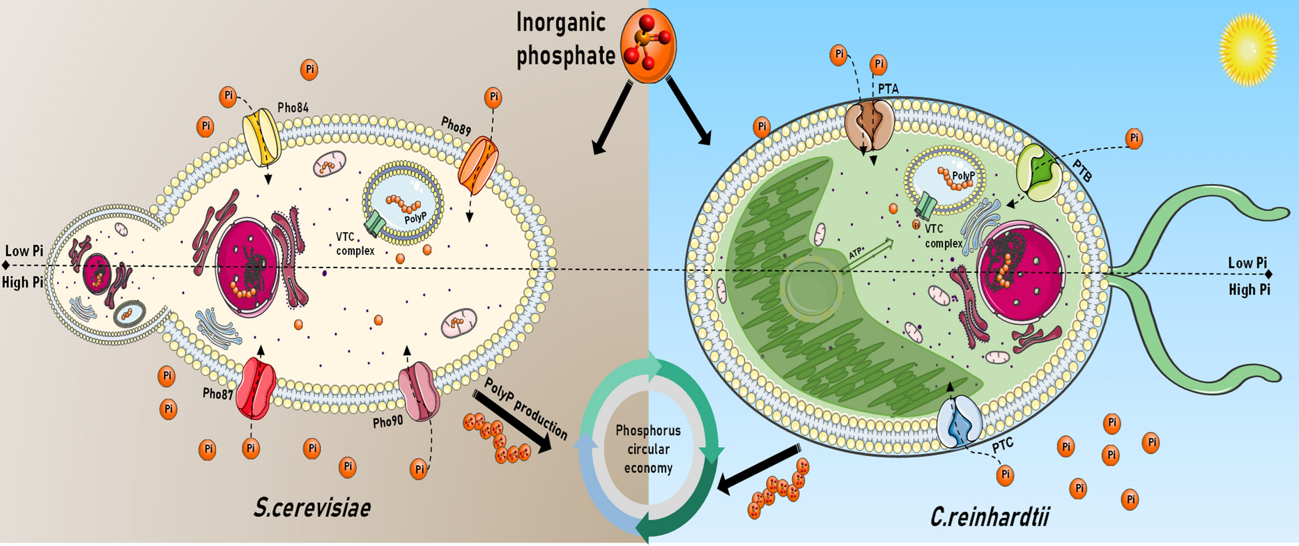 Comparative polyphosphate accumulation in yeast and microalgae: implications for phosphorus recovery and environmental biotechnology