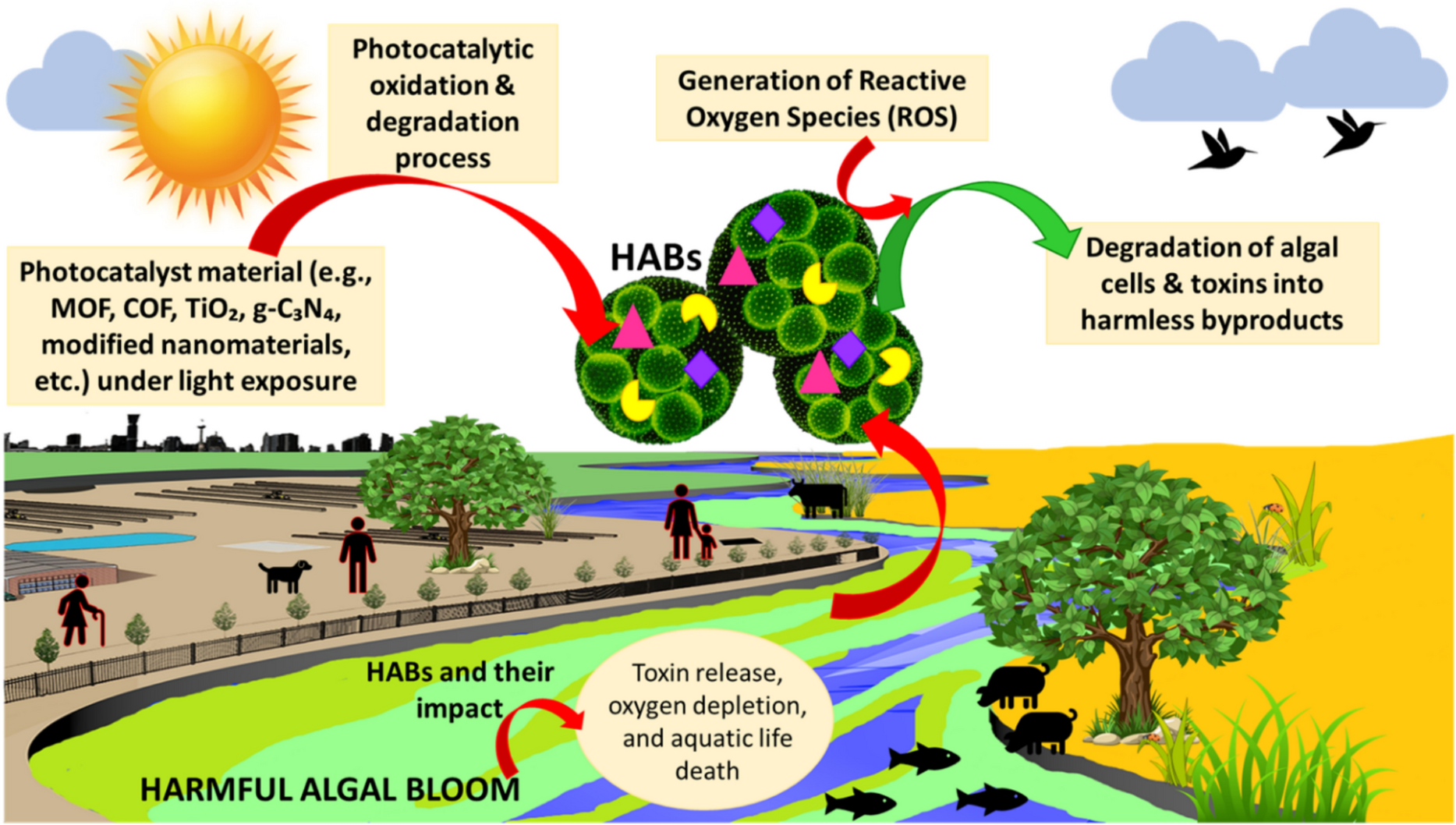 Exploring the potential of functional photocatalytic nanomaterials for harmful algal blooms mitigation: a comprehensive review