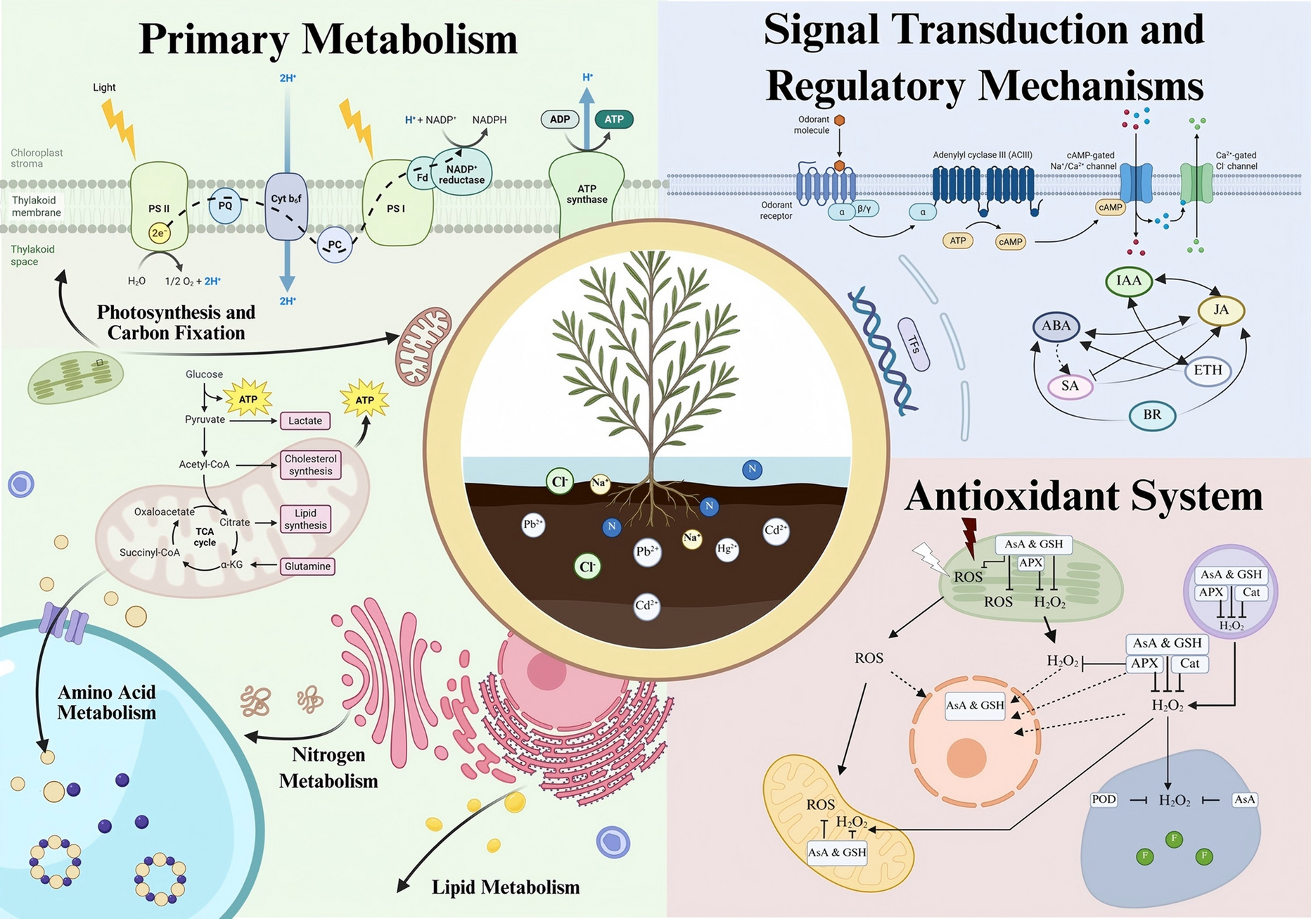 Physiological response and metabolic regulation of pollutant stress in : a review