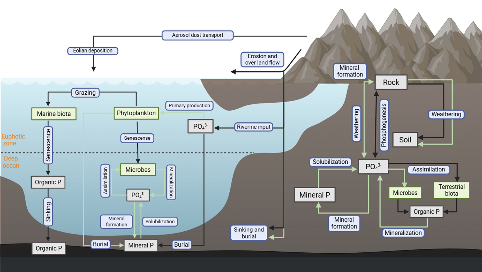 Acid phosphatases in the context of the global phosphorus cycle