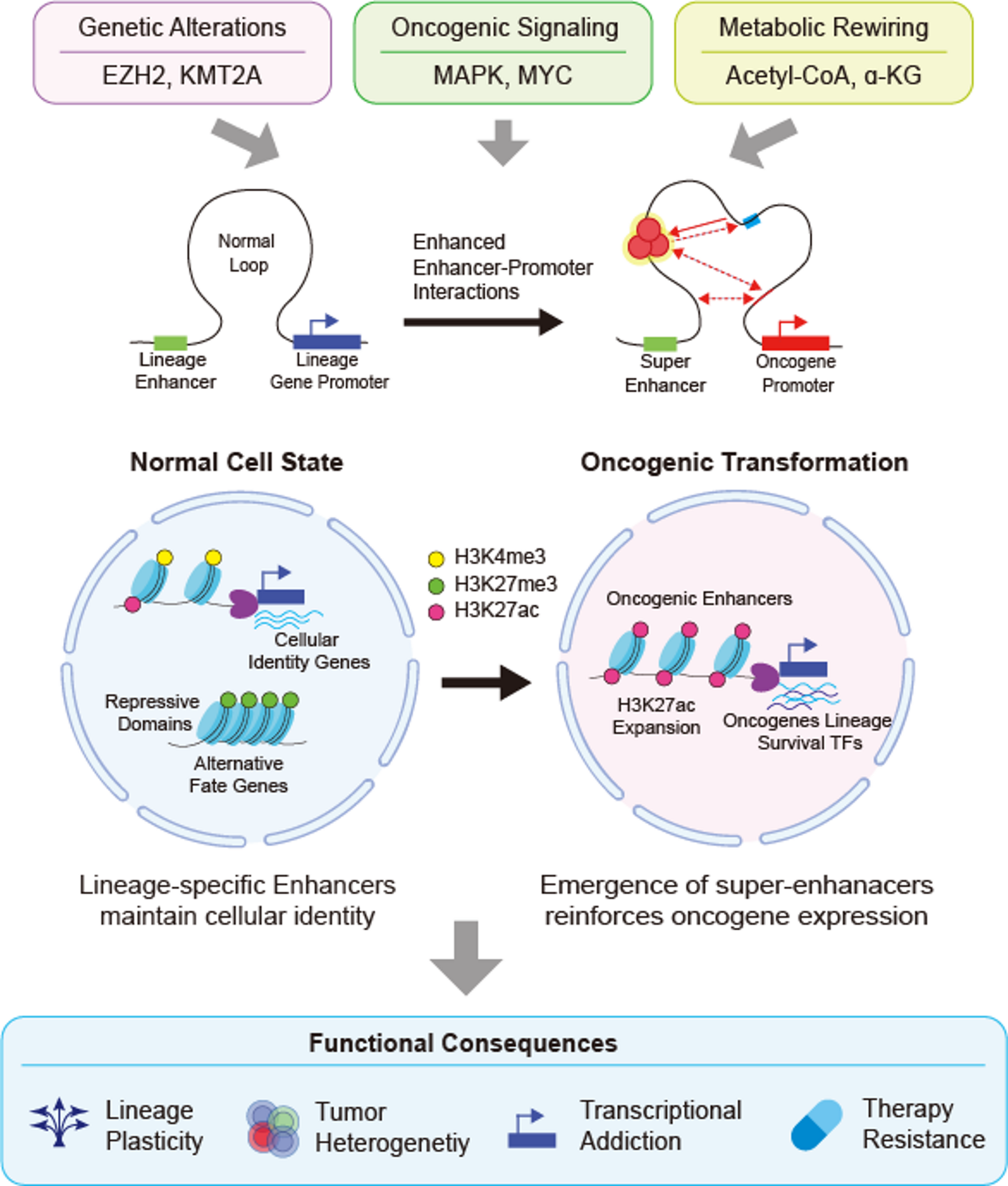 Histone mark remodeling in cancer: an enhancer-centered perspective