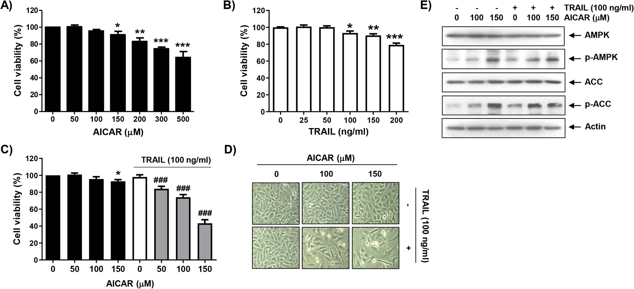 5-Aminoimidazole-4-carboxamide riboside, an AMPK activator, enhances TRAIL-mediated apoptosis in human bladder cancer cells in a p38 MAPK-dependent manner