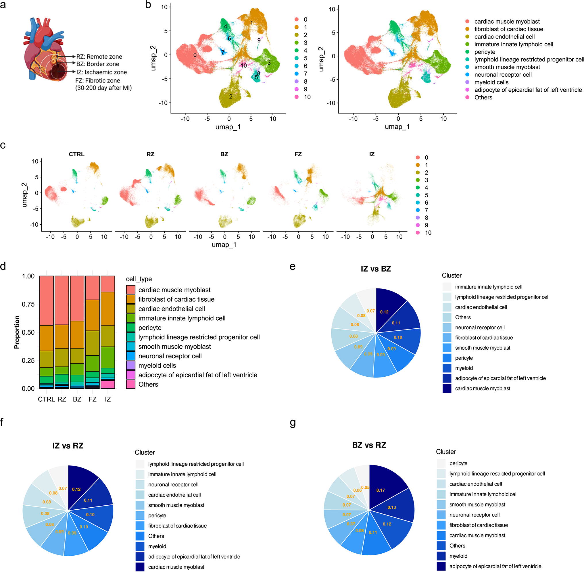 Single-cell transcriptomics and machine learning identify RNF144B and C5AR1 as immune-related molecular signatures and therapeutic targets in myocardial infarction