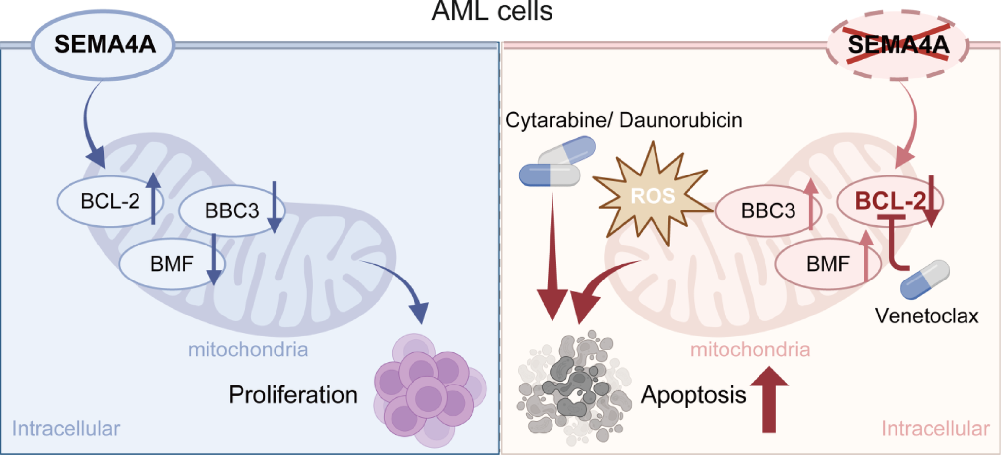 SEMA4A promotes acute myeloid leukemia progression through inhibiting apoptosis
