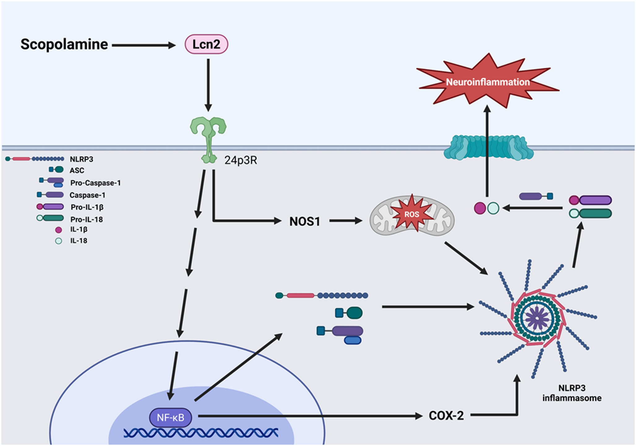 Roles of Lcn2 and neuroinflammation in a scopolamine-induced cognitive impairment animal model: implication of the NLRP3 inflammasome pathway