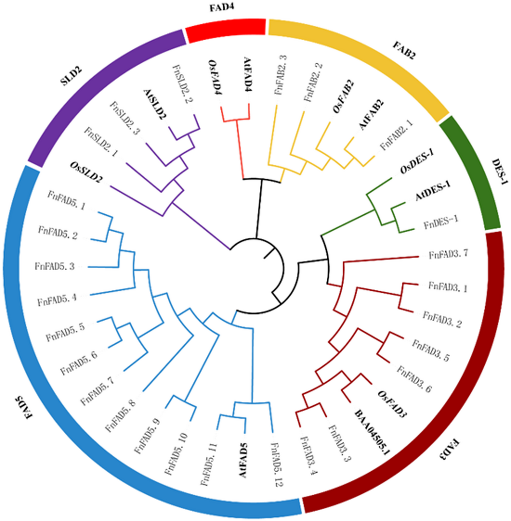 Genome-wide identification of the  gene family in  reveals distinct roles of two  genes in peach-like aroma formation