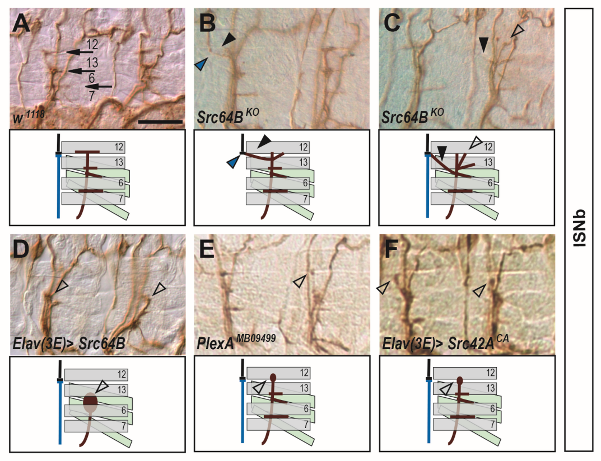 The control of Plexin A-mediated axon guidance by the Src family kinase Src64B in