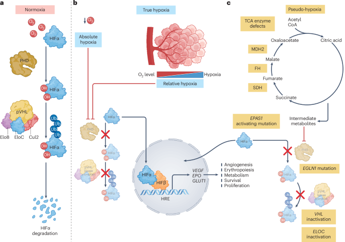 The clinical landscape of HIF2α inhibitors in oncology