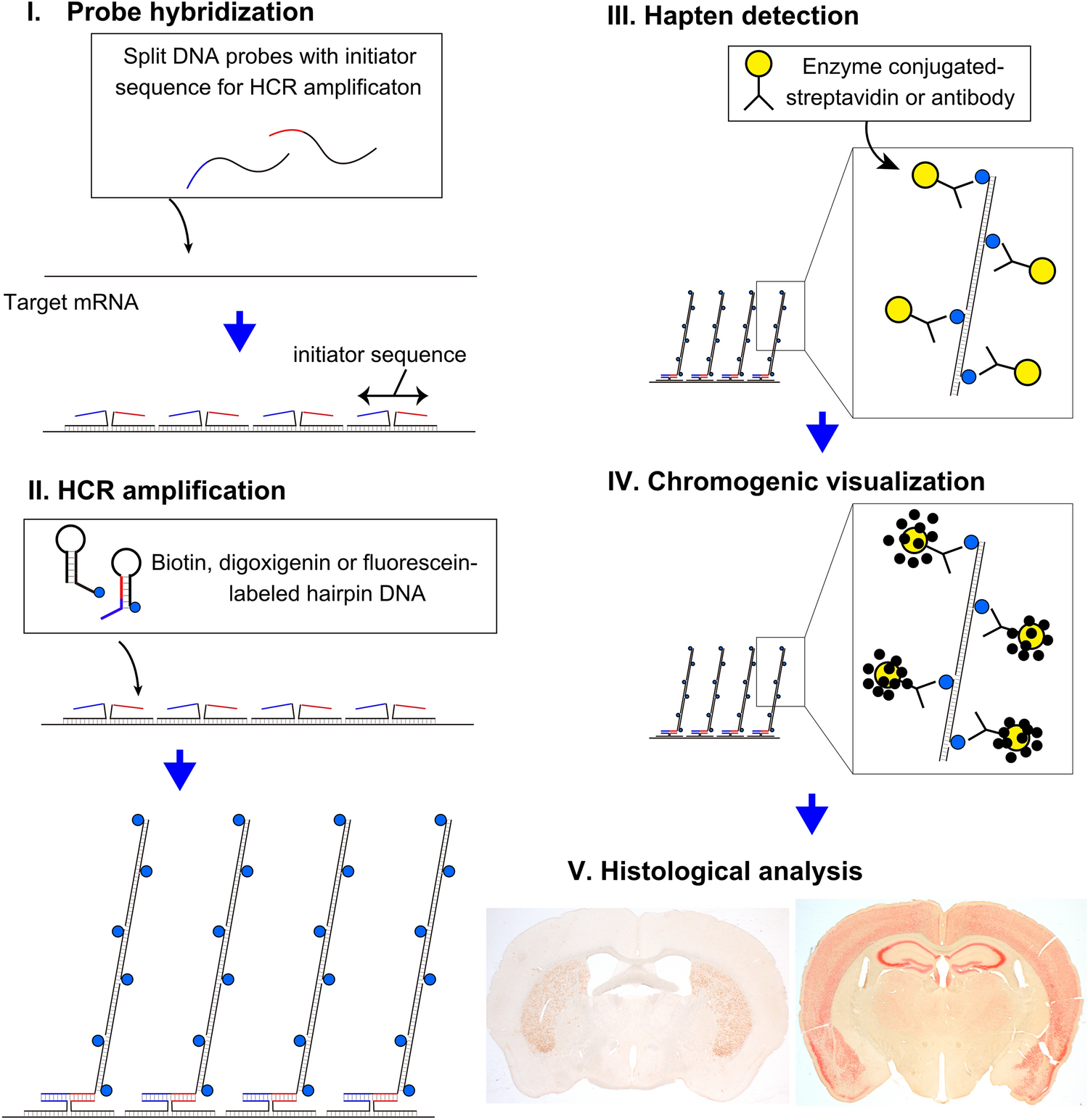 Methodological framework for chromogenic mRNA detection using in situ hybridization chain reaction