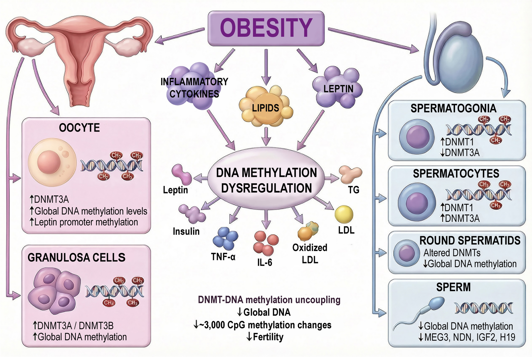 Effects of obesity on DNA methylation and DNA methyltransferases in the reproductive system