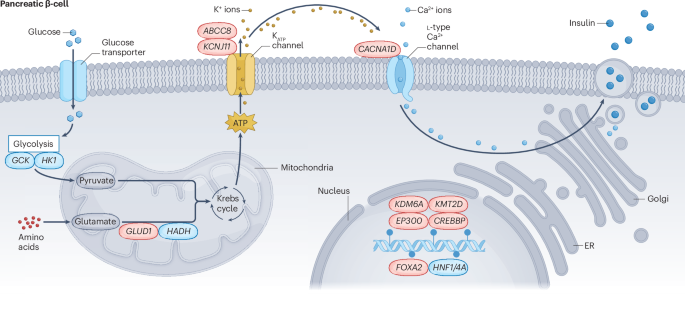 The effect of hypoglycaemia on neurodevelopment: insights from congenital hyperinsulinism