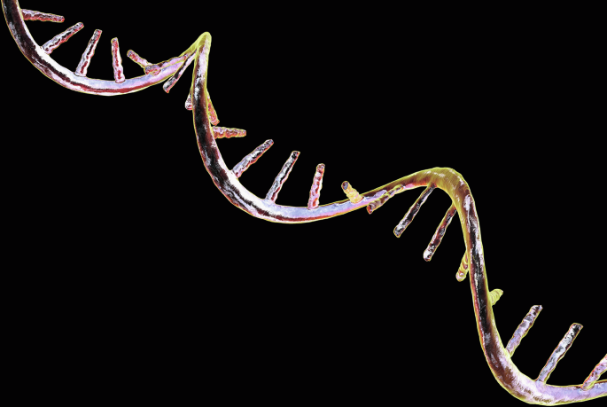 NKX6.1 expression is linked to successful pancreatic islet transplantation