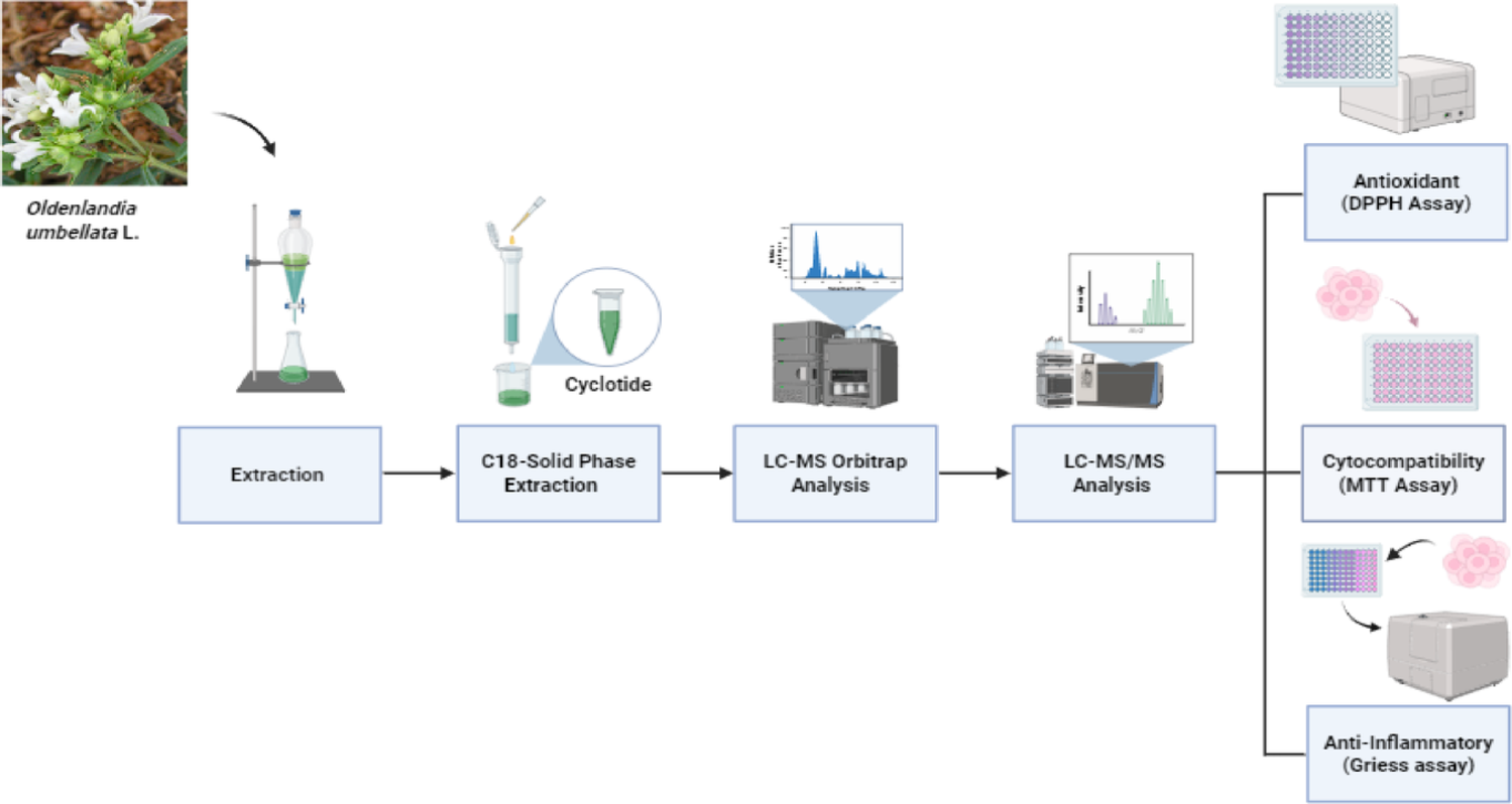 Molecular and Functional Characterization of Kalata-Type Cyclotides from  L. (Rubiaceae)