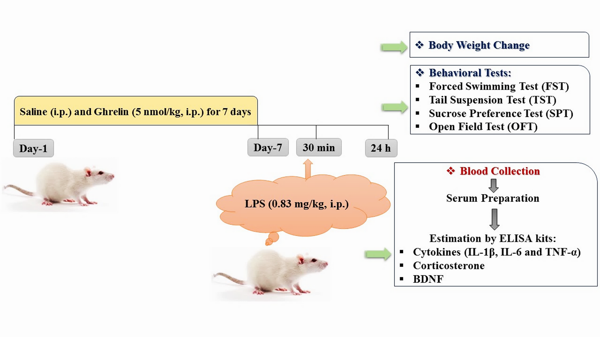 Prophylactic Effects of Ghrelin on Behavioral and Biochemical Outcomes in Male Mice Exposed to Lipopolysaccharide-Induced Inflammation