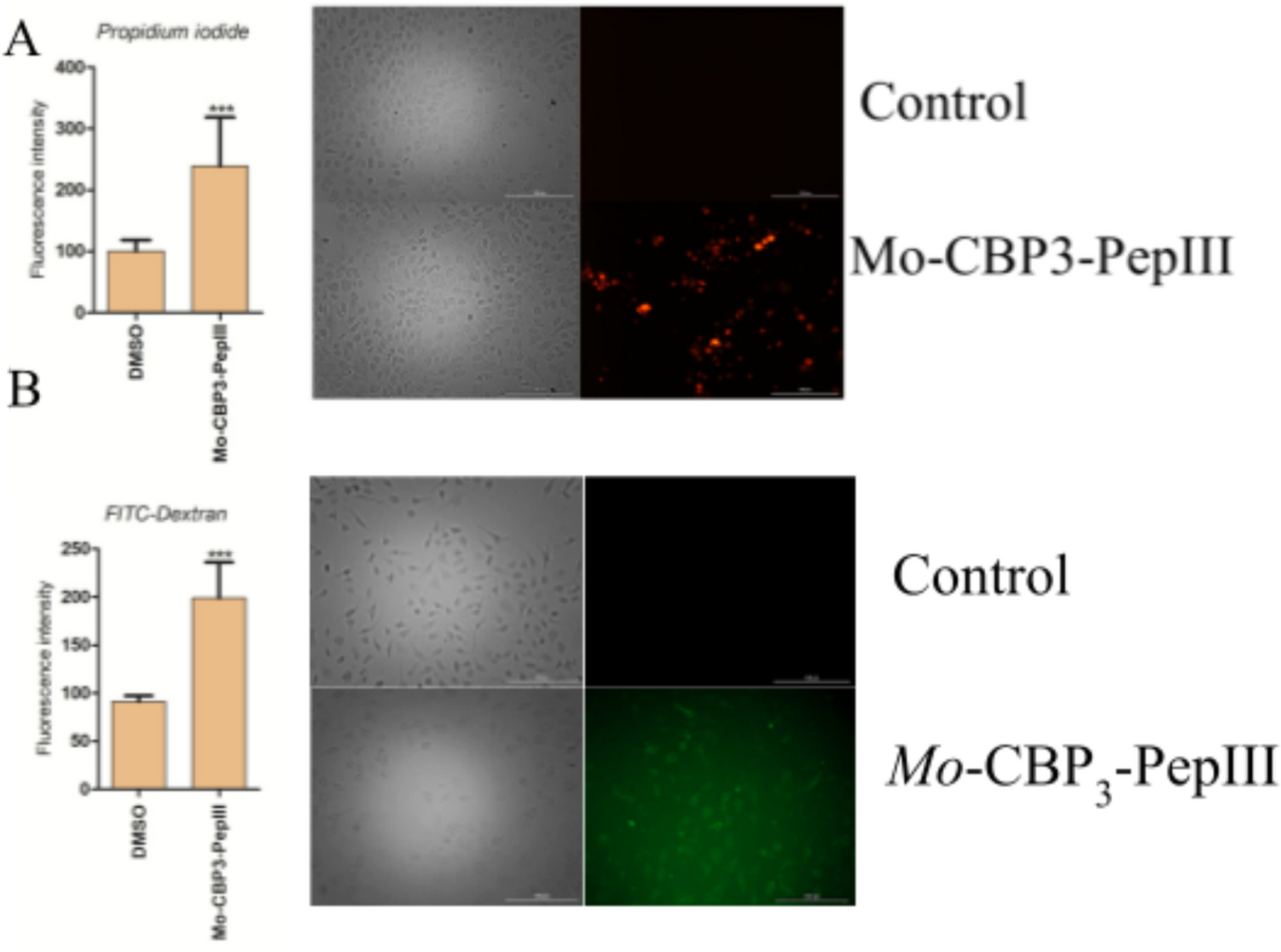 -CBP-PepIII Changes the Proteomic Profile of Gastric Cancer Cells, Induces Membrane Pore Formation, and ROS Overaccumulation