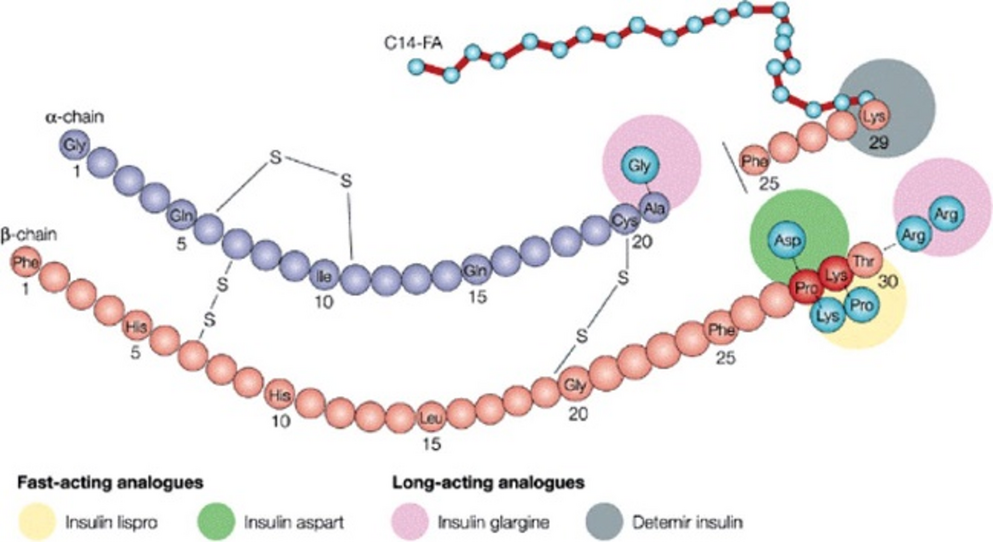 Investigating the Role of Insulin and Its Analogs in Breast Cancer Proliferation