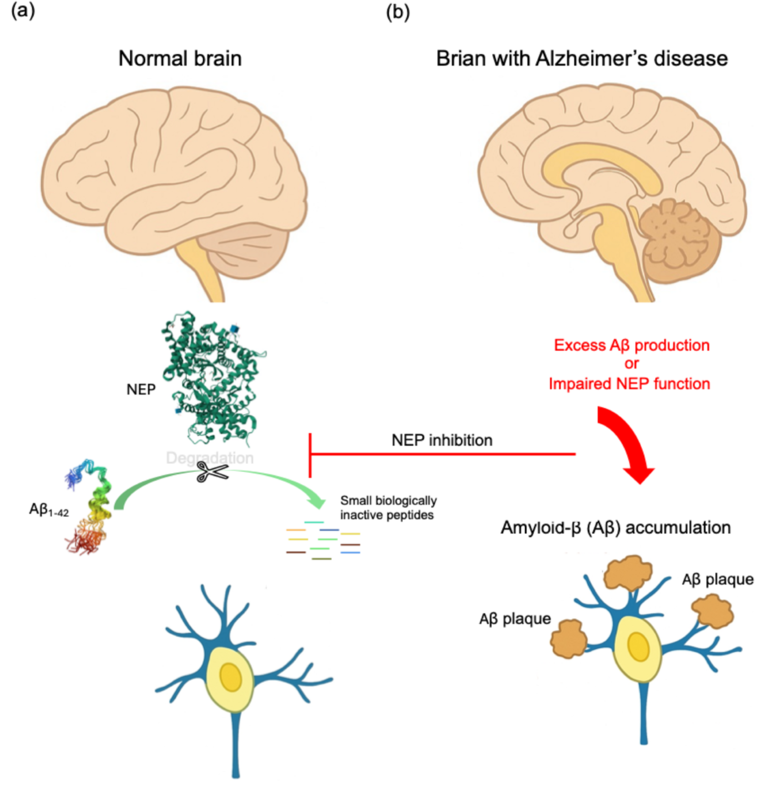 Neprilysin, a Multifunctional Peptidase: Molecular Functions and Roles in Human Disease