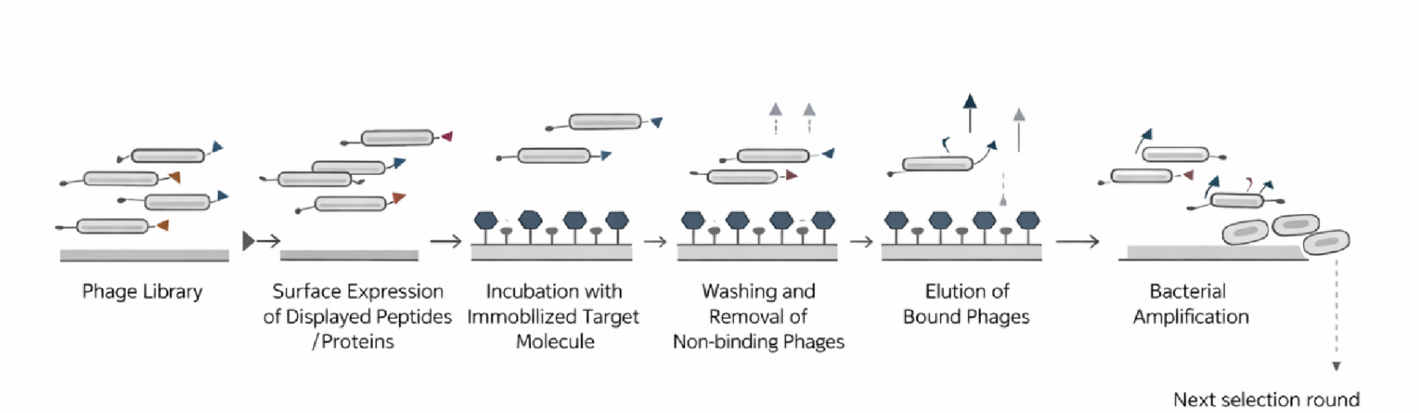 Bacteriophage-Based Vaccine Platform for Next Generation Vaccine Development Against Bovine Tuberculosis and Other Pulmonary Diseases of Animals