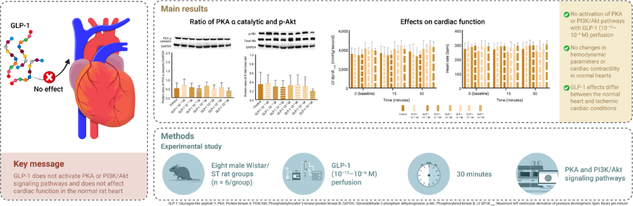 Relationship Between GLP-1 Concentration and Protein Kinase Activation in Isolated Rat Hearts Under Physiological Conditions