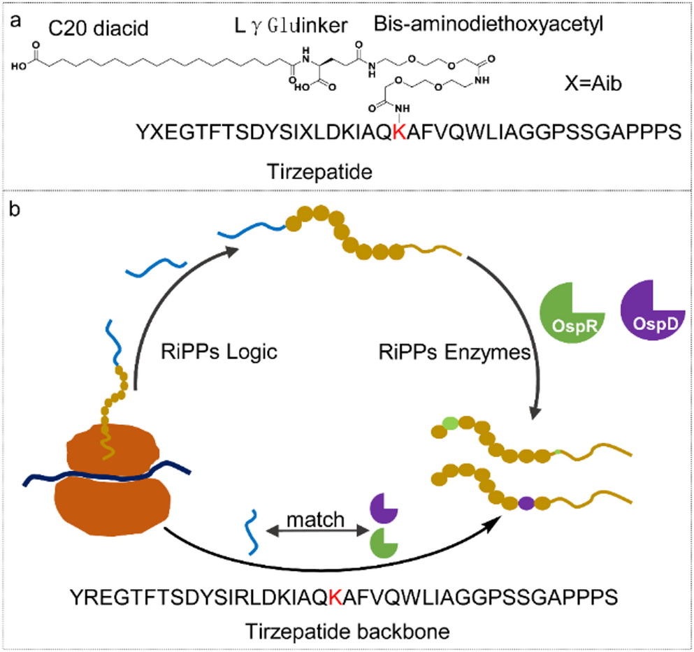 Incorporation of D-amino Acids and Ornithines into Tirzepatide by Biosynthesis in