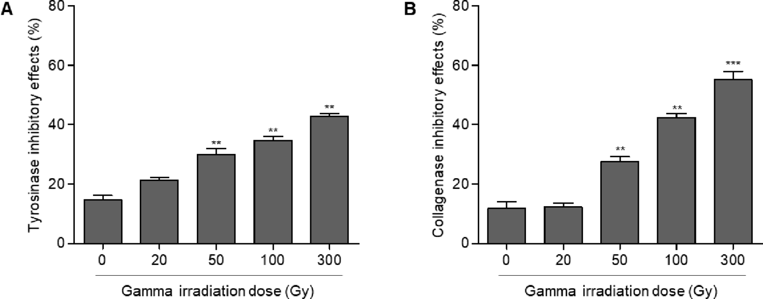 Anti-melanogenesis and Anti-wrinkle Effects of Novel Peptides Derived from  L. (mealworm) Expressed by Gamma-Irradiation