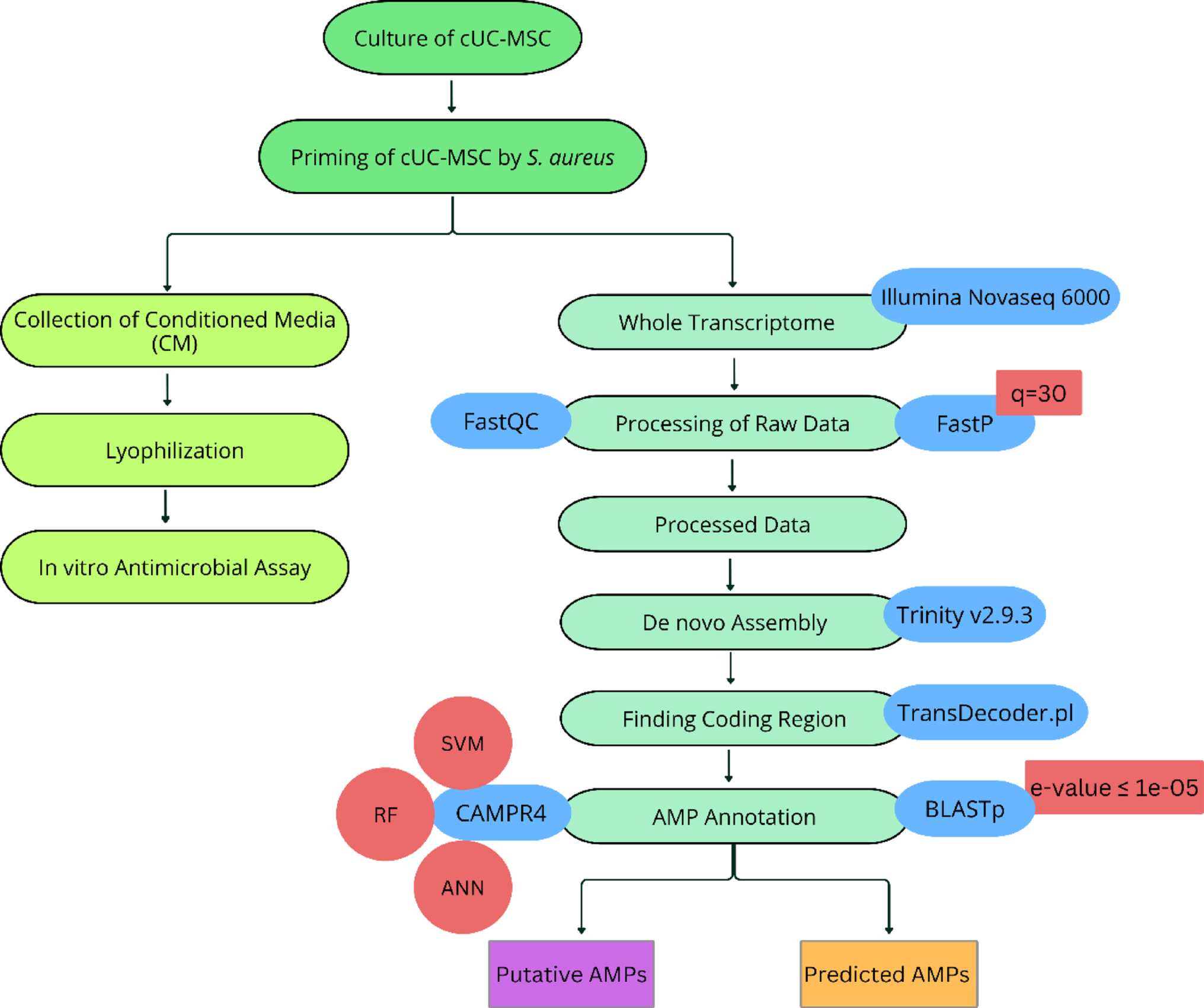 De Novo Transcriptome Analysis of Primed Canine Umbilical Cord Derived Mesenchymal Stem Cells Uncovers a Collection of Antimicrobial Peptides