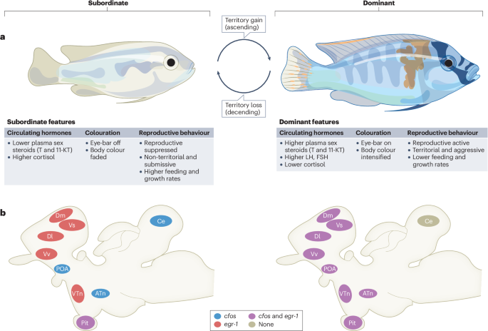 Neural basis of social hierarchy across species