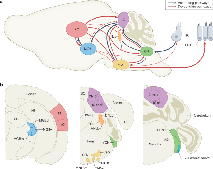 Rethinking hierarchy: the auditory system as an integrated cortical–subcortical network