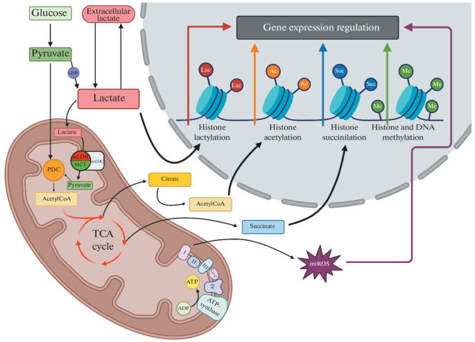 The Signaling Role of Several Mitochondrial Metabolites in the Regulation of Mitochondrial Homeostasis