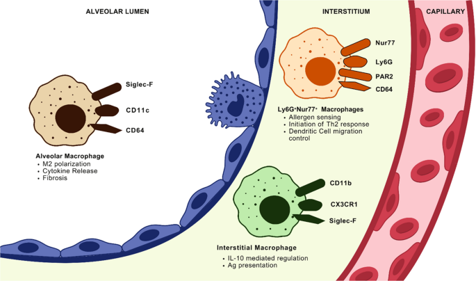 The Emerging Role of Ly6G⁺Nur77⁺ Lung Macrophages in Type-2 Allergic Inflammation: A Comprehensive Review on Asthma Pathogenesis