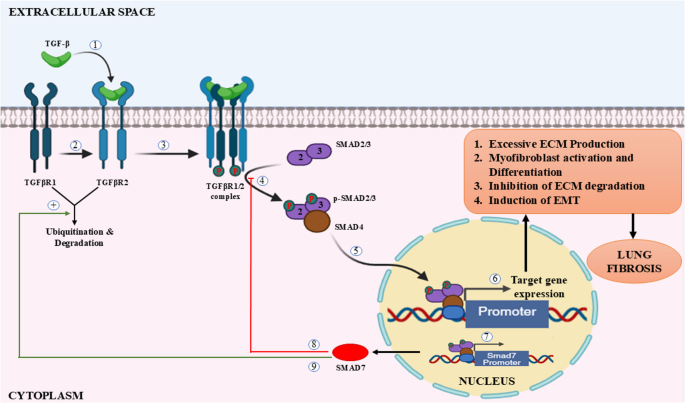 Interception of Regulatory RNAs on TGF-β Signaling in the Pathogenesis of Idiopathic Pulmonary Fibrosis: A Systematic Review