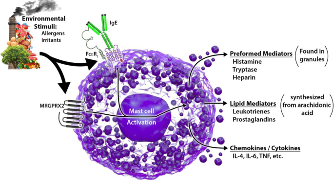 Mast Cell Mediators and Their Diagnostic Utility in Clonal and Nonclonal Mast Cell Activation Disorders