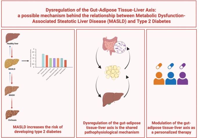 Dysregulation of the Gut-Adipose Tissue-Liver Axis: a Possible Mechanism Behind the Relationship Between Metabolic Dysfunction-Associated Steatotic Liver Disease and Type 2 Diabetes